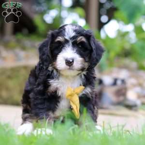 Dr. Pepper, Mini Bernedoodle Puppy